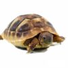 baby hermann's tortoise