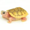 Caramel Pink Albino