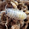 Magic Potion Isopods