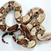 Baby Jungle Fire Het T+ Albino Boa