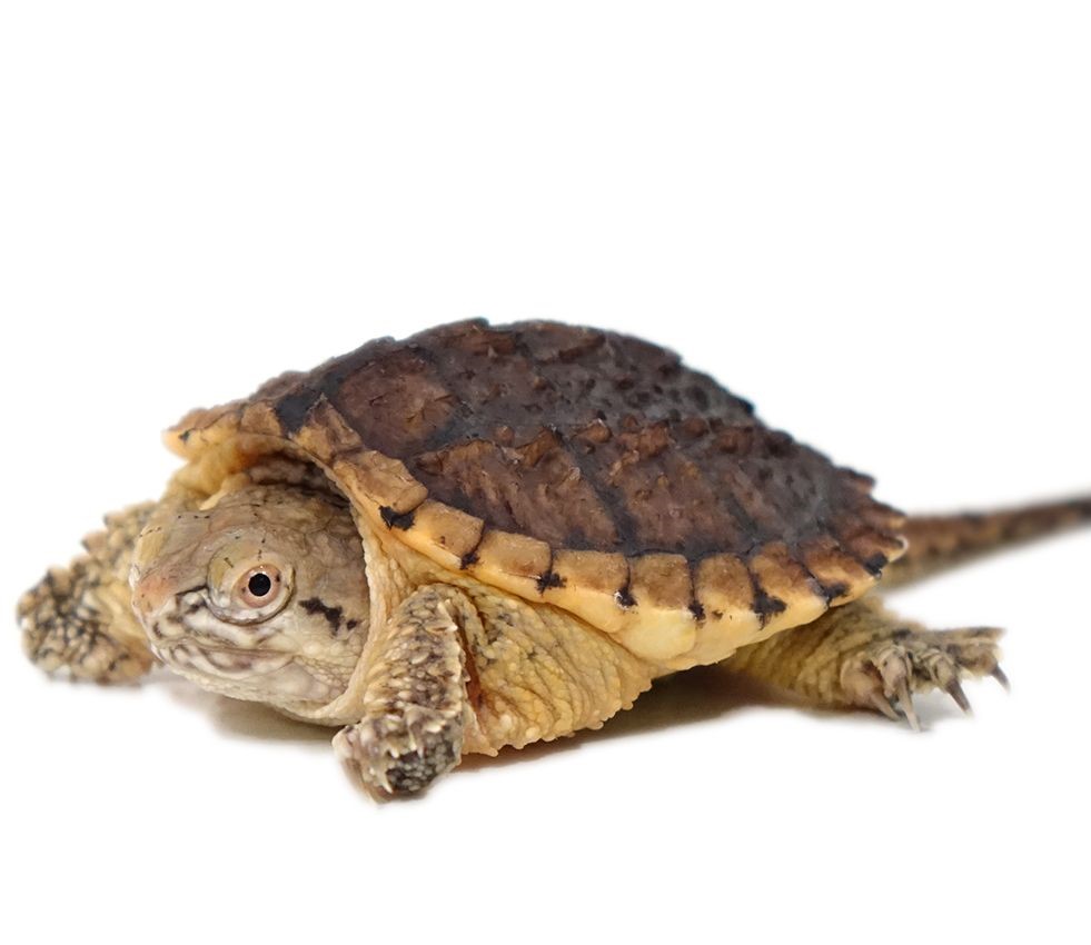 Baby Hypo Snapping Turtle Baby Hypo Snapping Turtle