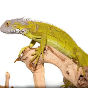 Yearling Hypo Iguana