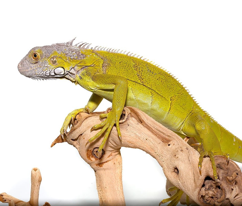Yearling Hypo Iguana