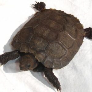 Baby Burmese Brown Mountain Tortoise