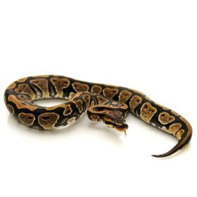 black devil boa | black devil boa for sale | BEST 5 BOAS