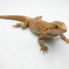 Male Hypo Sunfire Bearded Dragon