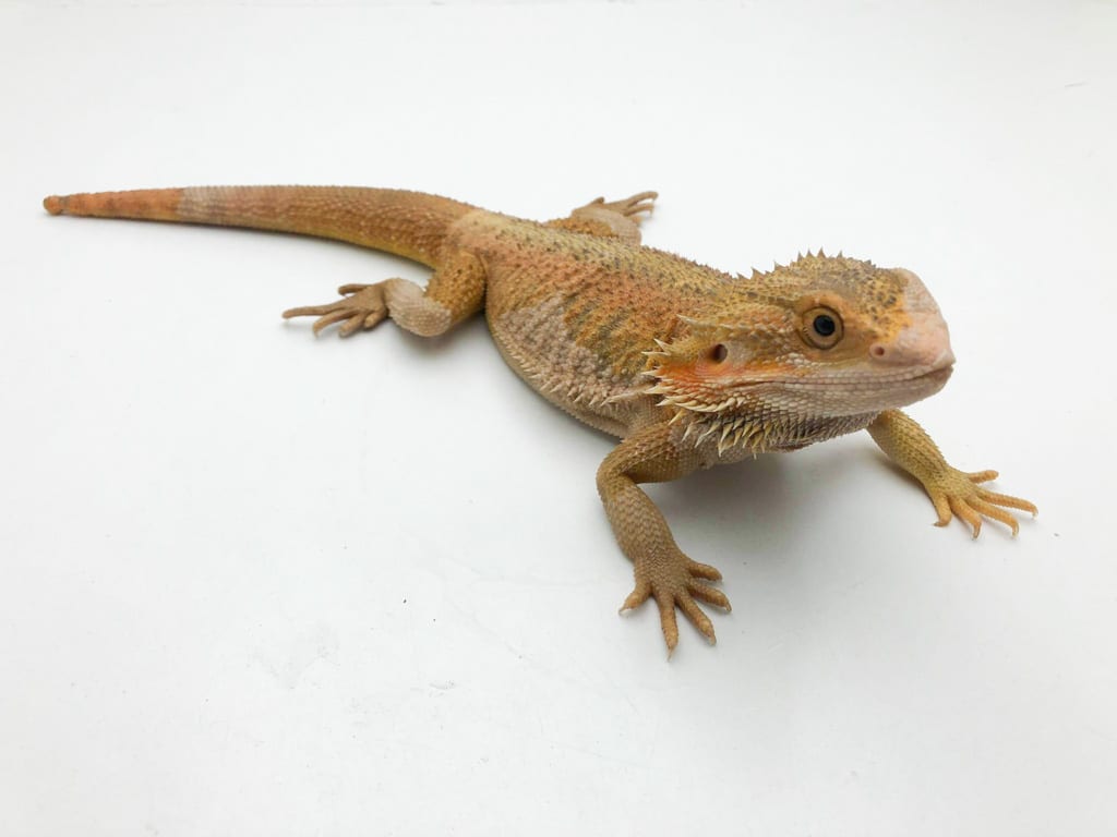 Male Hypo Sunfire Bearded Dragon Male Hypo Sunfire Bearded Dragon