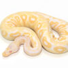 Baby Albino Ball Python For Sale