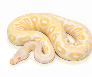 Baby Albino Ball Python For Sale