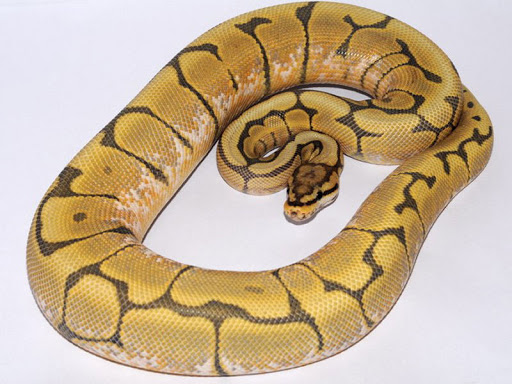 Baby Honey Bee Ball Python For Sale Baby Honey Bee Ball Python For Sale