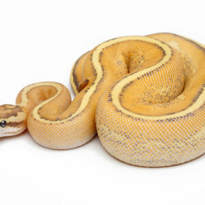 Baby Puma Ball Python For Sale