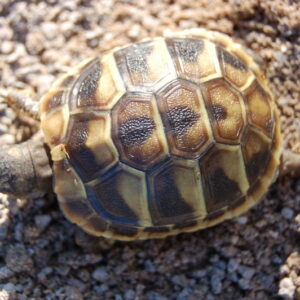 Hermann Tortoise For Sale