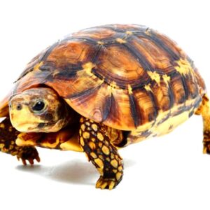 Zombensis Hingeback Tortoise
