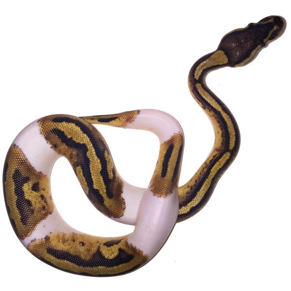 Buy-Baby-Pied-Ball-Python.jpg