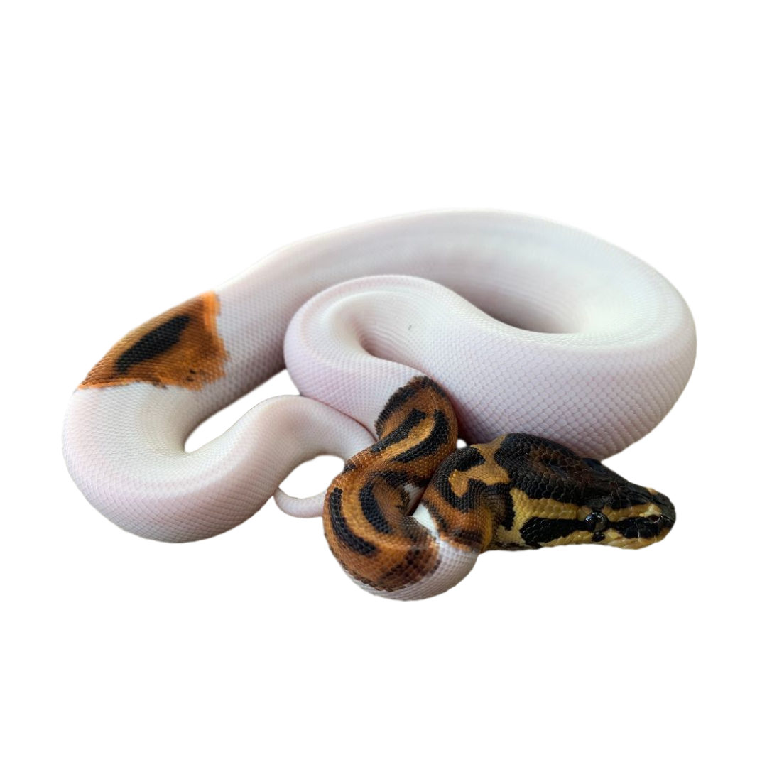 Buy-Baby-Pied-Ball-Python2.png