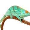 Parsons Chameleon
