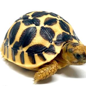 Baby Sri Lankan Star Tortoise