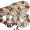 suriname red tail boa