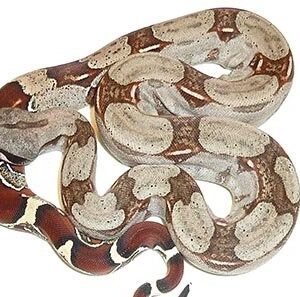 suriname red tail boa