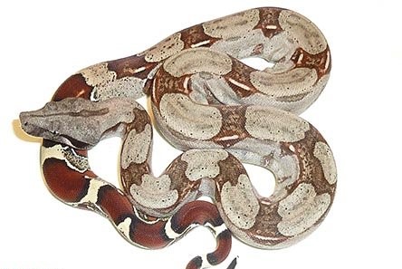 suriname red tail boa