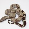 Baby Suriname Redtail Boa