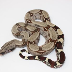 Baby Suriname Redtail Boa