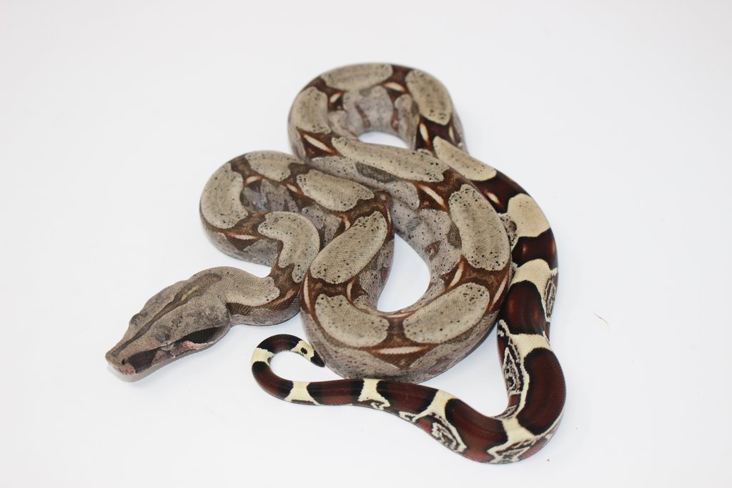 Baby Suriname Redtail Boa