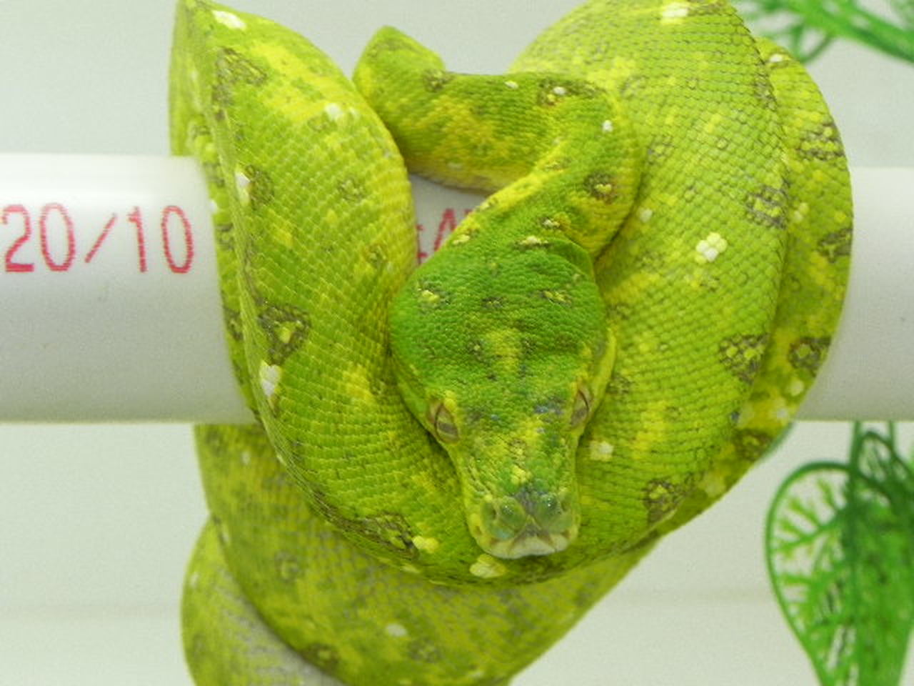 biak green tree python.jpg biak green tree python