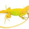 baby iguana albino