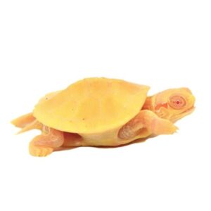 albino red eared slider turtle​