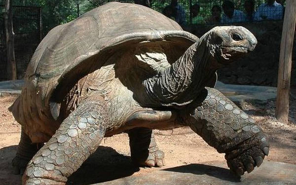 Aldabra Tortoise for sale