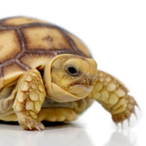 Baby Sulcata Tortoise