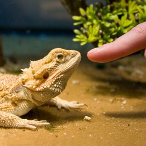 BEST REPTILE SHOP
