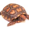 cherryhead redfoot tortoise