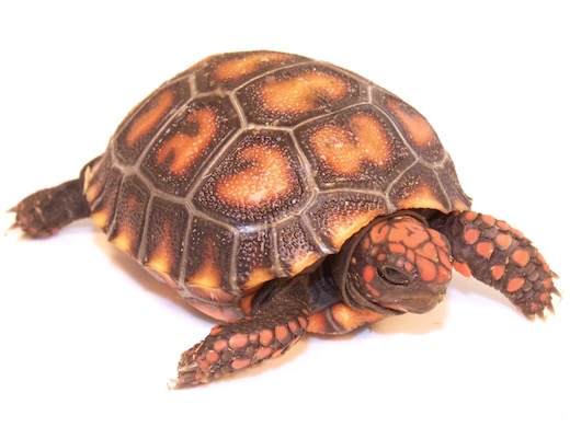 cherryhead redfoot tortoise