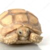 Baby Ivory Sulcata Tortoise