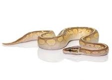 Super Pastel Lesser