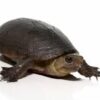 Florida Mud Turtle