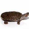 Baby Indian Brown Roofed Turtle