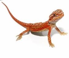 Baby Magma Hypo Translucent Dunner Bearded Dragon #2