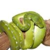 Sorong Green Tree Python For Sale