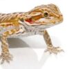 Cinnamon Leatherback Bearded Dragon