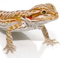 Cinnamon Leatherback Bearded Dragon
