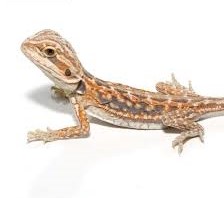 Baby Hypo Blue Bar Dunner Leatherback Bearded Dragon