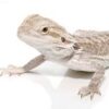 Eastern Bearded Dragon Hybrid