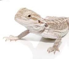 Eastern Bearded Dragon Hybrid