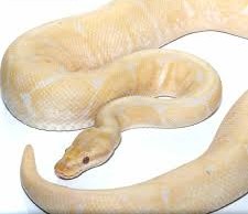 2018 Lavender Albino