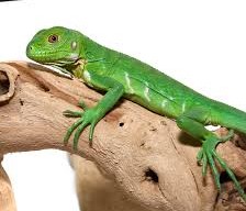 Baby Lesser Antillean Iguana