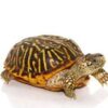 Baby Desert Ornate Box Turtle