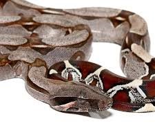Suriname Redtail Boa